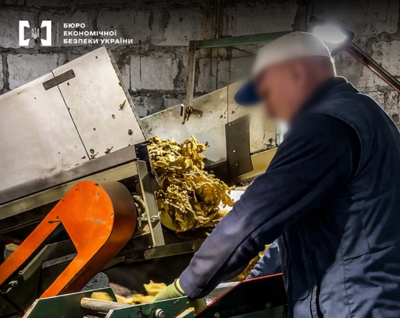 Обробка тютюнової сировини на промисловому верстаті. Чоловік у синій куртці, білій кепці та захисних рукавичках контролює роботу механізму.