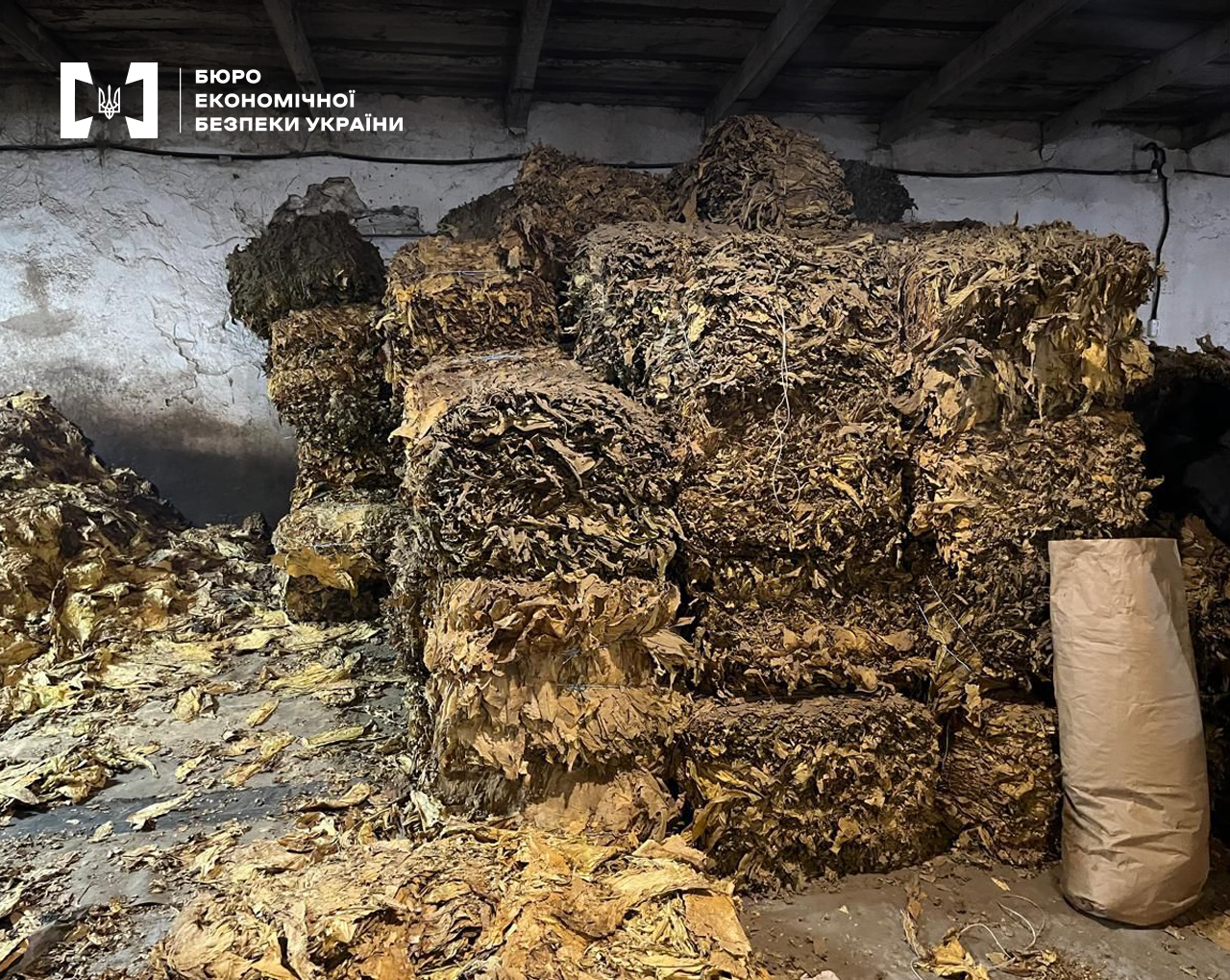 Складське приміщення. Чимала кількість тюків з висушеним листям тютюну, навколо на підлозі розсипане листя. Поруч паперовий мішок. 