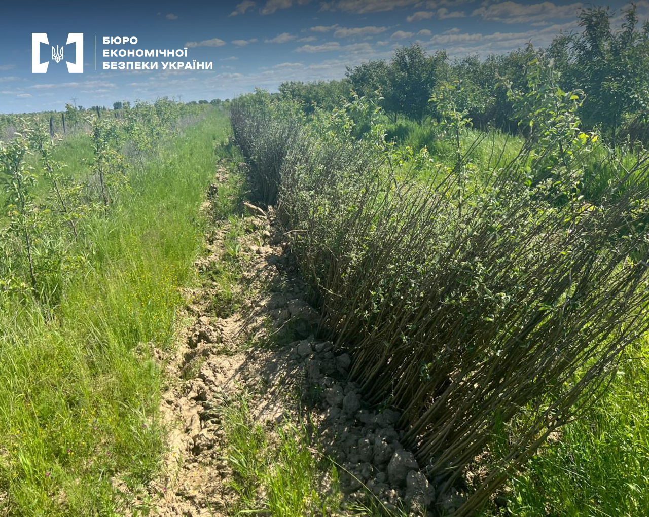 Молодий садок без ознак обробки ґрунту. Нерозгалужені саджанці яблуні без системи крапельного зрошення. Ряд підщеп яблуні.