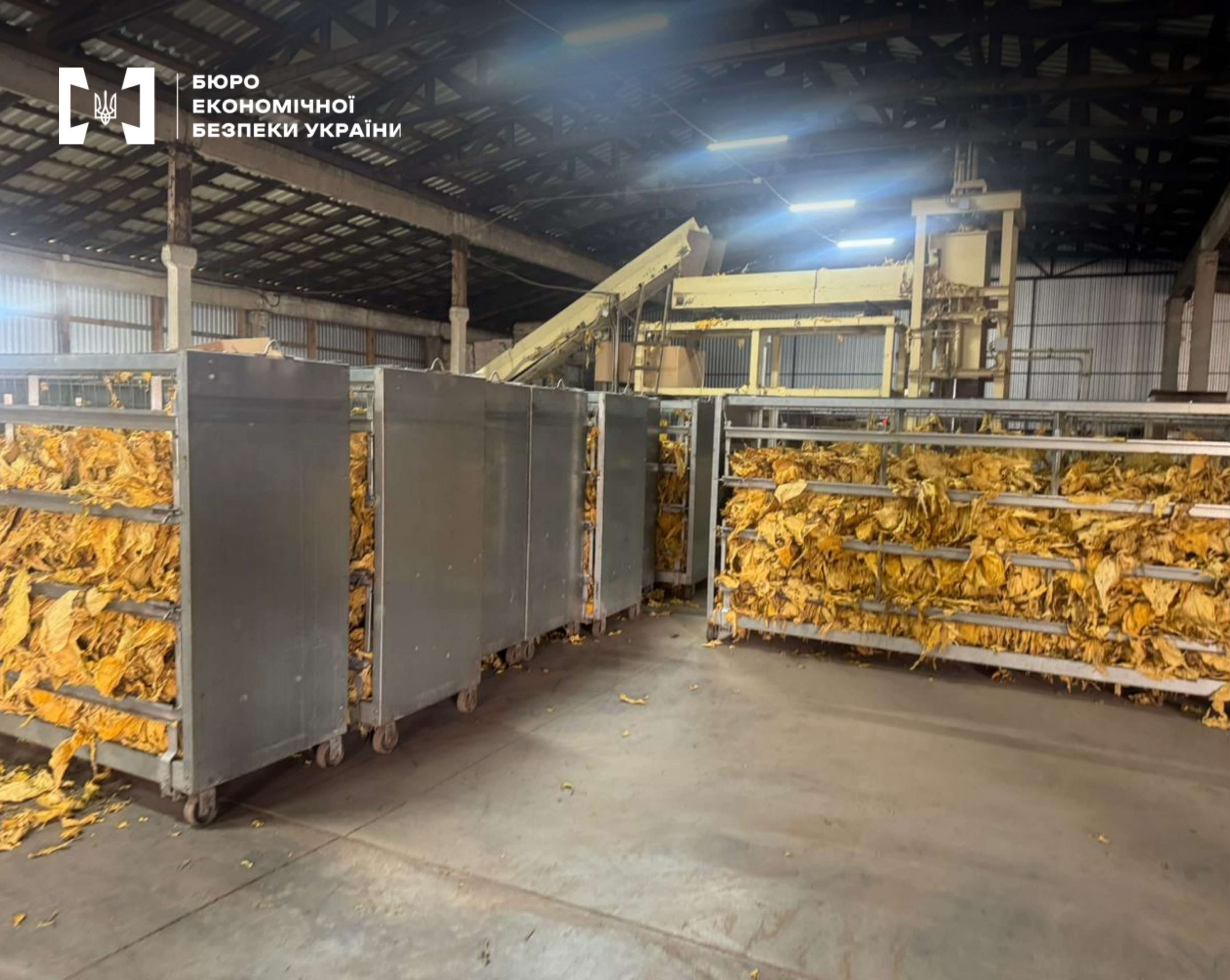 Containers with dry tobacco in a workshop. Industrial machinery is visible behind under a high hangar roof.