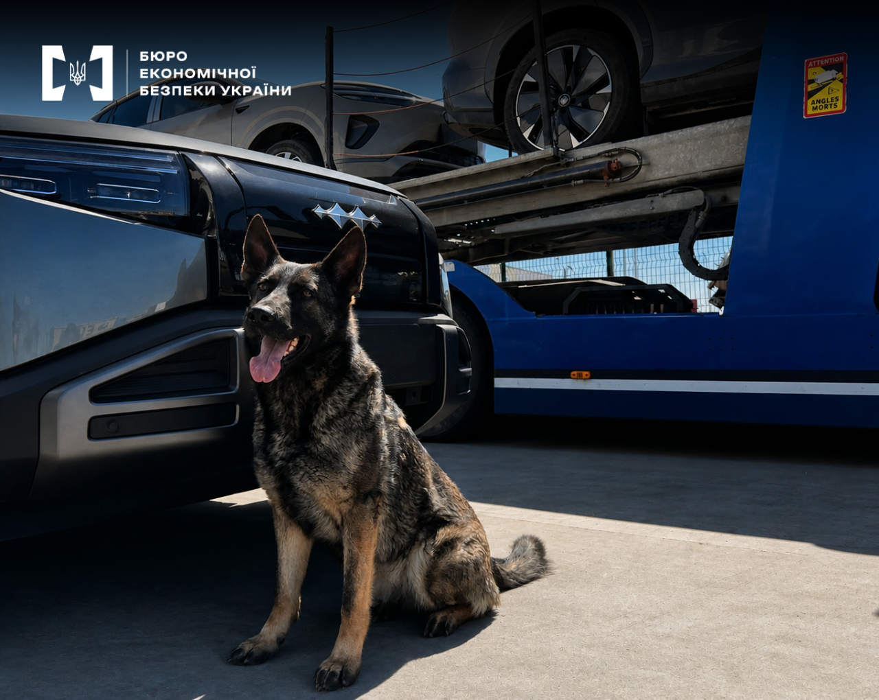 A service German Shepherd sits near the hood of a car hauler loaded with electric cars.