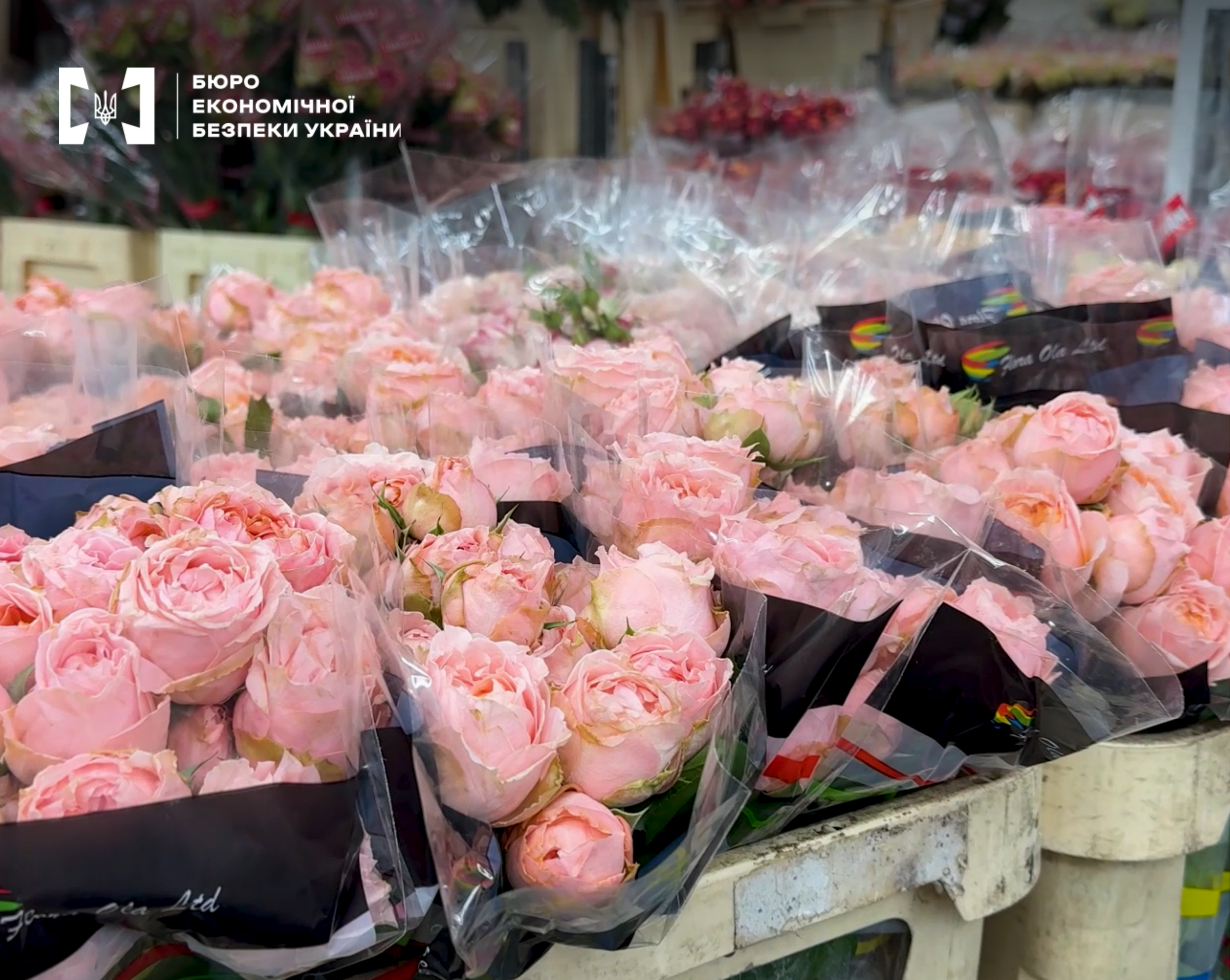 A close-up of a large number of bouquets of delicate pink peony roses in transparent and black packaging at a warehouse.