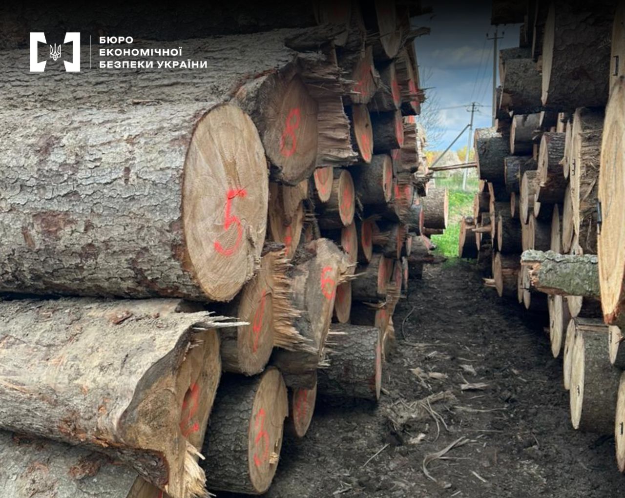 A large pile of stacked logs at a sawmill or an open-air warehouse. The cross-sections of the trunks are marked with numbers and symbols in red paint.