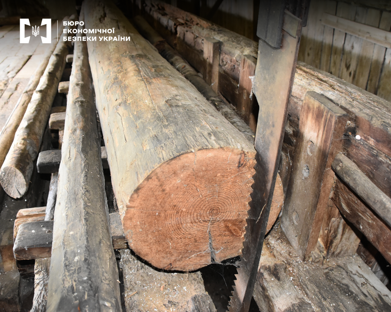 A close-up of a large log secured on a sawmill machine