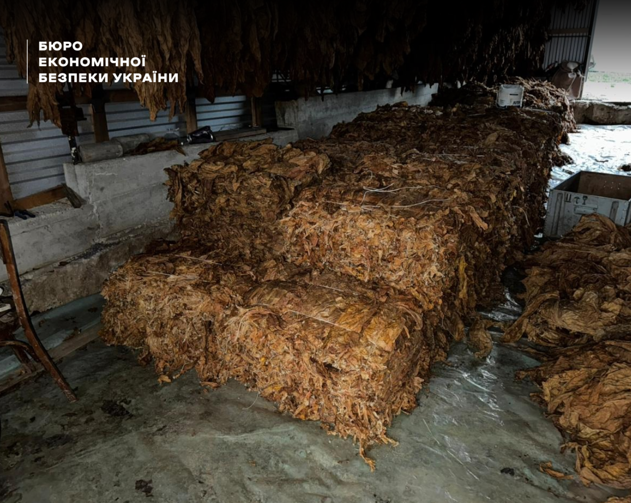 Large rectangular bales of dried brown tobacco leaves, tied with ropes, stacked on the floor of a hangar.