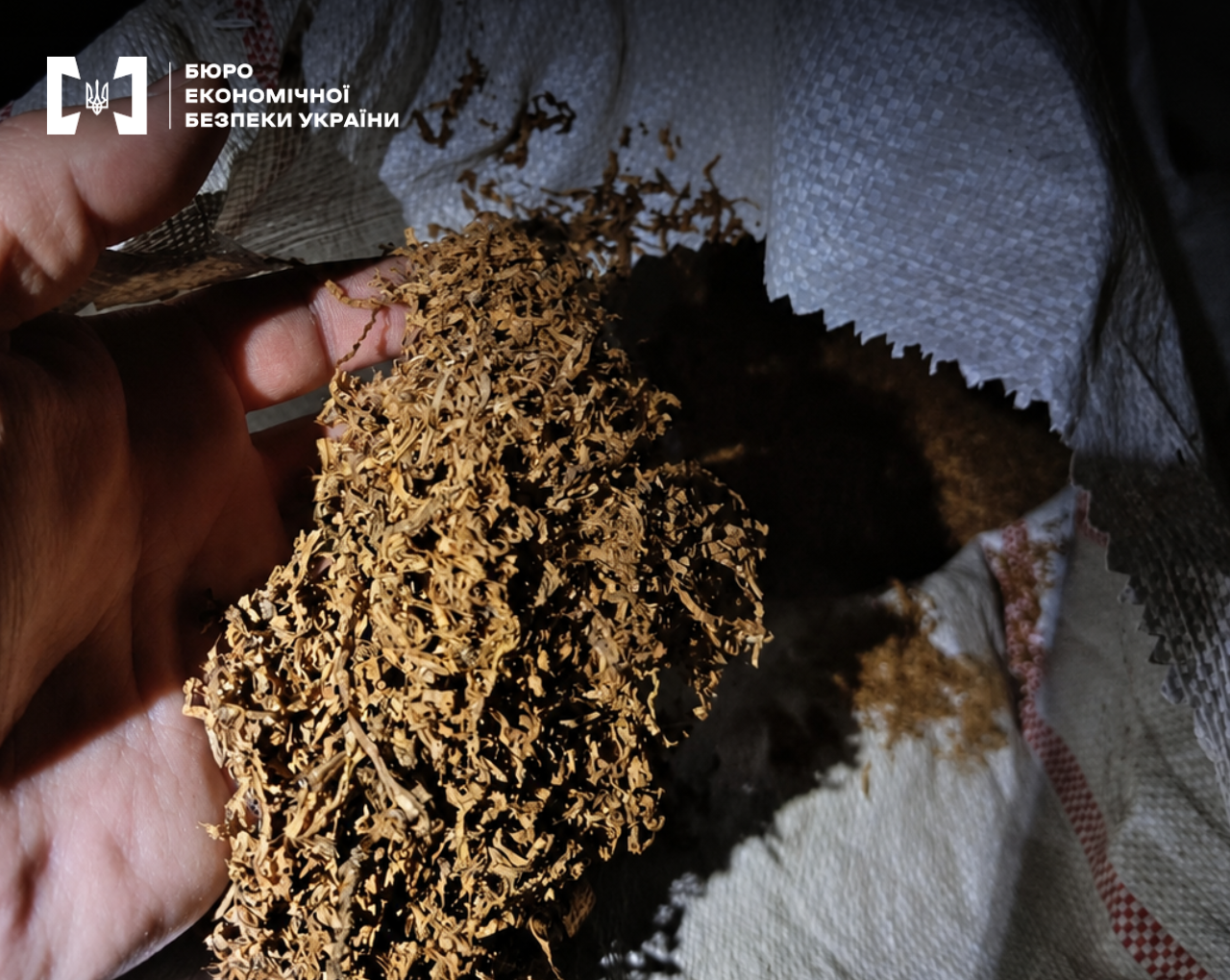 A hand holding a handful of shredded tobacco over a large white sack