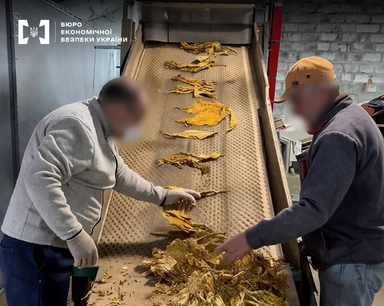 Two men next to an inclined conveyor belt with dried yellow tobacco leaves in an underground workshop.