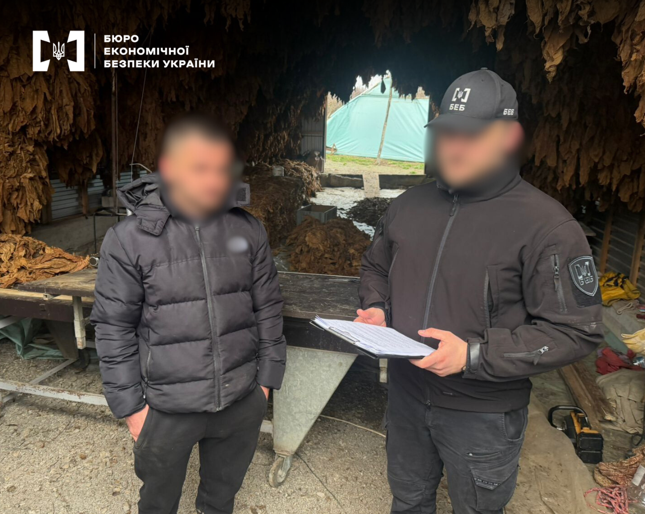 Детектив БЕБ вручає підозру фігуранту справи. На задньому плані на стелі та стінах велика кількість розвішеного висушеного листя тютюну.