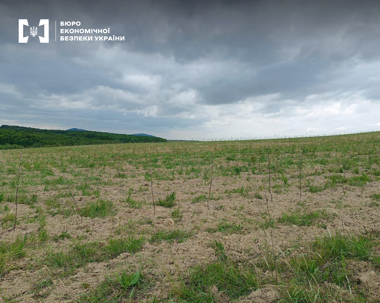 Земельна ділянка з рядами нерозгалужених саджанців дерев. На горизонті ліс, похмуре небо.